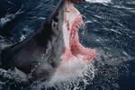 Cientficos encuentran uno de los tiburones blancos ms grandes del Atlntico: es un monstruo de 750 kilos